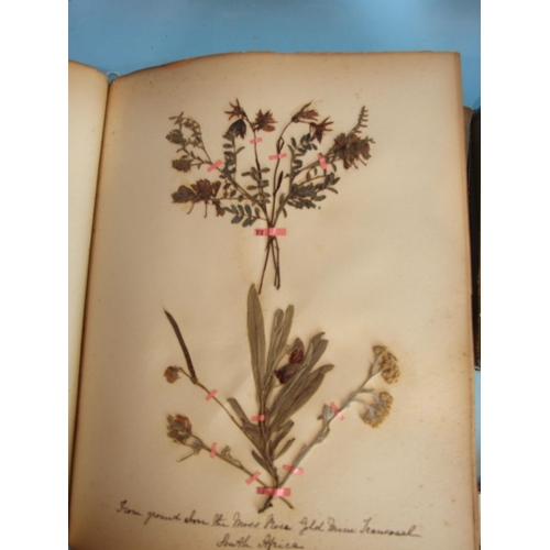 562 - A late-19th century album of pressed leaves and flowers, an album of Victorian Christmas cards, (stu... 