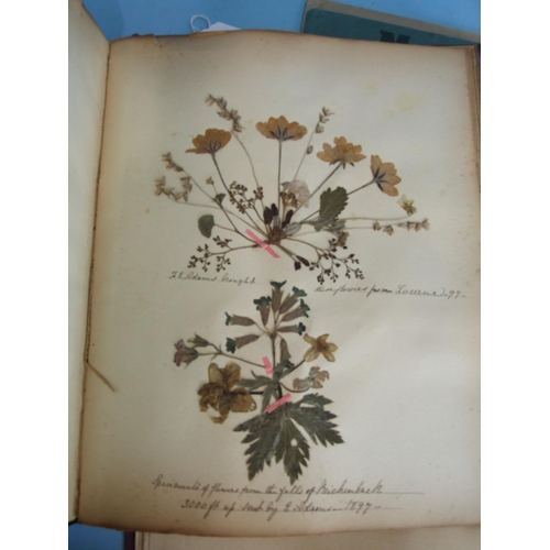 562 - A late-19th century album of pressed leaves and flowers, an album of Victorian Christmas cards, (stu... 