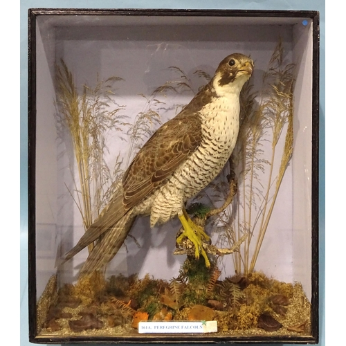 253 - A 19th century taxidermied Peregrine Falcon (Falco Peregrinus) perched on a branch, in naturalistic ... 