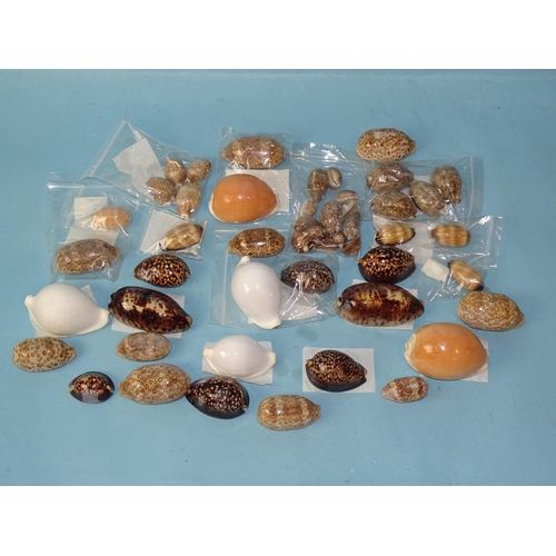 730 - A Collection of Exotic Seashells.Three white cowrie shells , two golden cowrie shells (Cypraea Auran... 