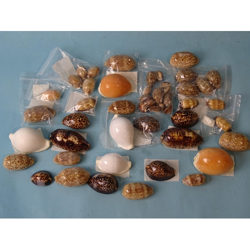 730 - A Collection of Exotic Seashells.Three white cowrie shells , two golden cowrie shells (Cypraea Auran... 