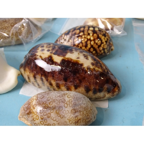 730 - A Collection of Exotic Seashells.Three white cowrie shells , two golden cowrie shells (Cypraea Auran... 