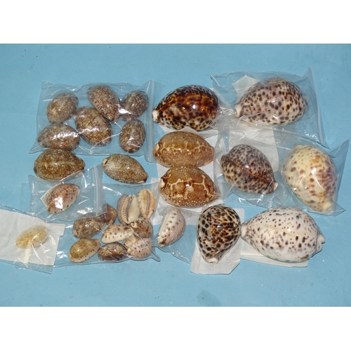 731 - A large collection of tiger cowrie shells and others.