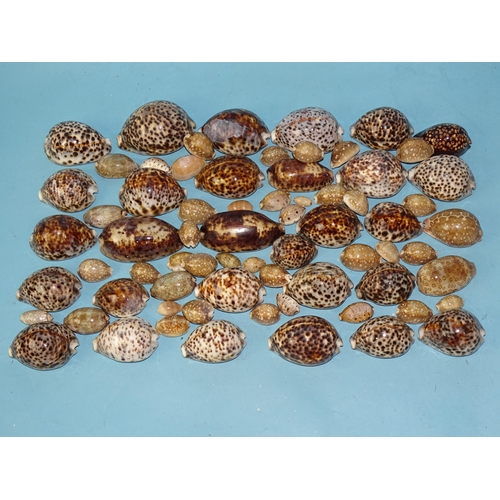 731 - A large collection of tiger cowrie shells and others.