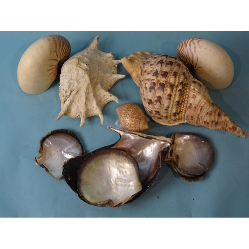 732 - Two large Nautilus shells, 15 x 13cm, a Tutufa Rubeta conch shell, 35cm and others.