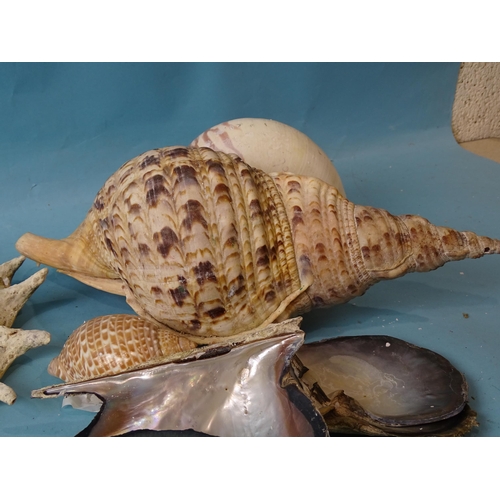 732 - Two large Nautilus shells, 15 x 13cm, a Tutufa Rubeta conch shell, 35cm and others.