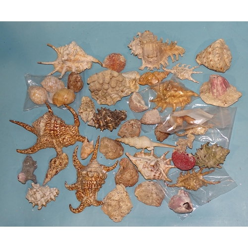 733 - A collection of shells, including spider conch (Arthritica), yellow conch, Tonna Luteostoma and othe... 