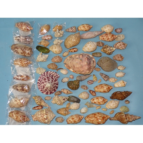 735 - A collection of eight shells, Voluta Harpolina Lapponica (x4), Conus Textile (x4) and others.... 