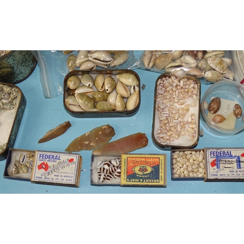 737 - A large collection of small and miniature cowrie and other seashells, including Asellus and Cypraea ... 