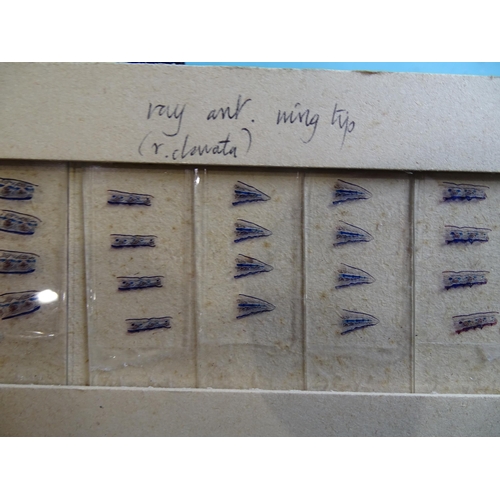 738 - Ten boxes of microscopic slides of marine specimens.