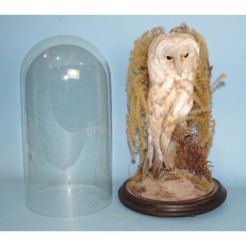 169 - A taxidermied barn owl under glass dome, on circular base, 39cm high overall.