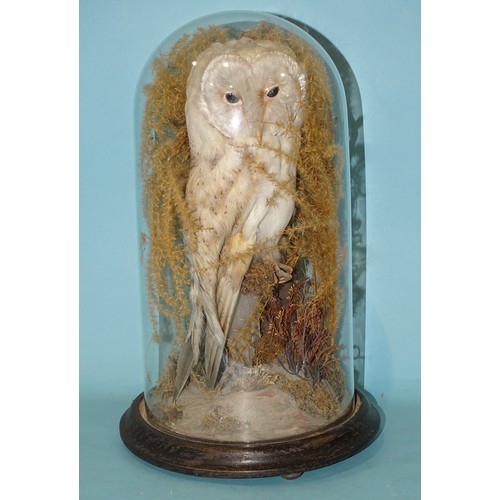 169 - A taxidermied barn owl under glass dome, on circular base, 39cm high overall.