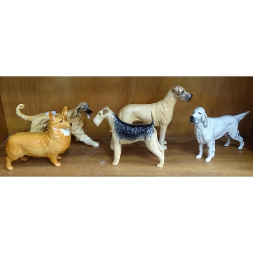 145 - Five Beswick dogs: Afghan Hound Running, Great Dane, 