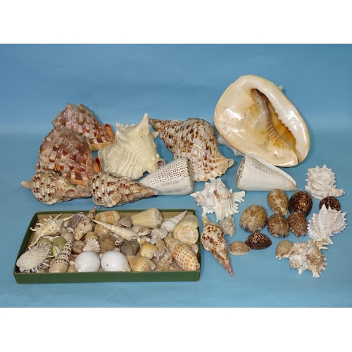 451 - A collection of sea shells from Mauritius and other Indian Ocean locations.