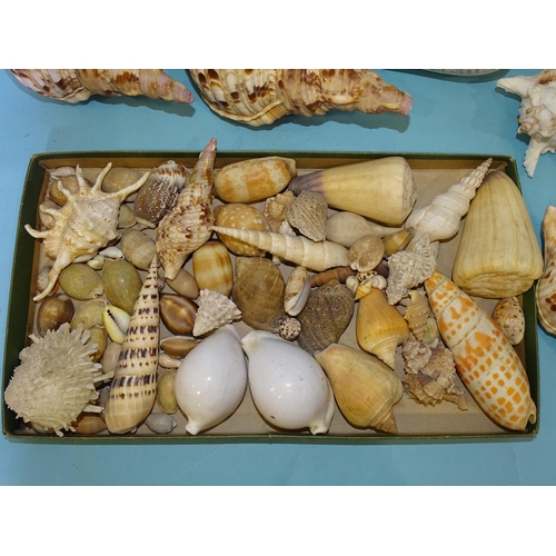 451 - A collection of sea shells from Mauritius and other Indian Ocean locations.