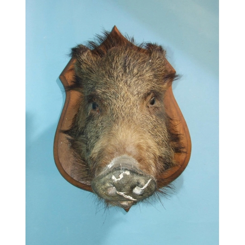 144 - A taxidermy boar's head on hardwood plinth, (cracking to nasal area).