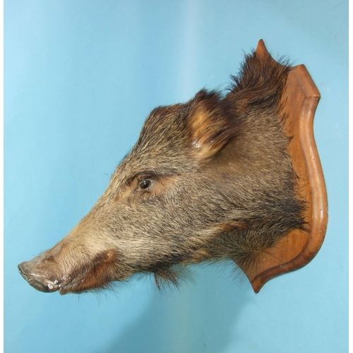 144 - A taxidermy boar's head on hardwood plinth, (cracking to nasal area).