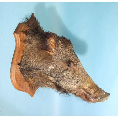 144 - A taxidermy boar's head on hardwood plinth, (cracking to nasal area).