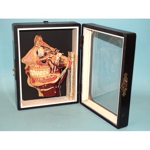 78 - An early-20th century dental teaching aid showing a profile view of teeth, nerves, arteries, veins a... 