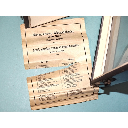 78 - An early-20th century dental teaching aid showing a profile view of teeth, nerves, arteries, veins a... 