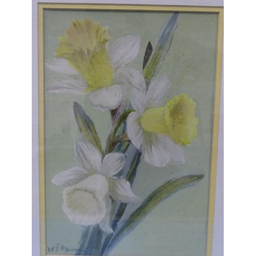 44 - William John Caparne (1855-1940) THE TRUMPET DAFFODILS Signed watercolour, 33 x 22.5cm and four othe... 