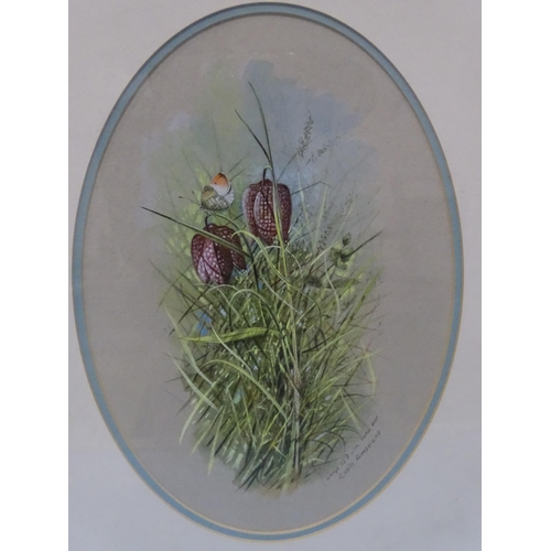 49 - Robin Armstrong (b.1947) ORANGE TIP WITH SNAKE'S HEAD FRITILLARY Signed and inscribed watercolour an... 