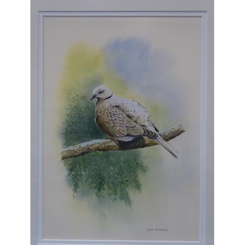 50 - Robin Armstrong (B. 1944) TURTLE DOVE ON A BRANCH Signed watercolour, 34 x 24cm and another, WATER F... 