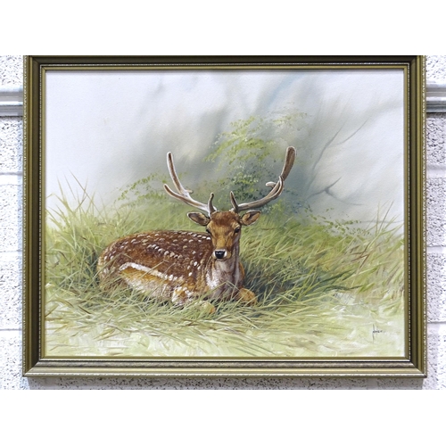 59 - Nance, 'Fallow deer stag', oil on board, 40 x 50cm and another, 'Lion cubs', 50 x 73cm, (2).... 