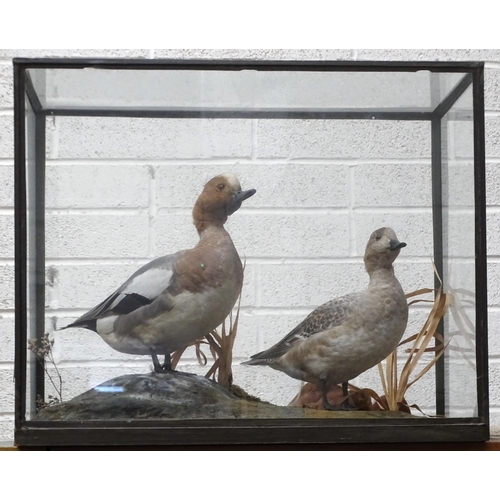 447 - Rowland Ward, a table cased pair of wigeon on rocky ground with grasses, ivorine label within the ca... 