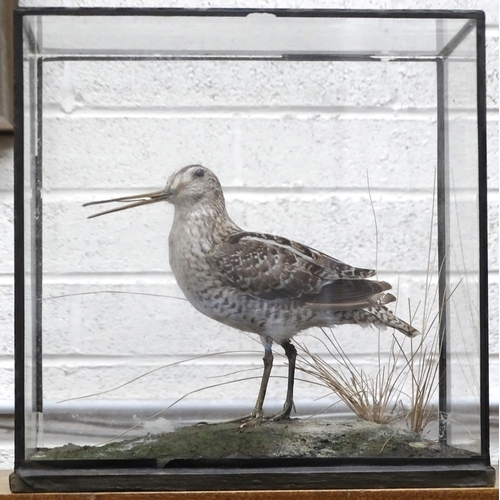 449 - Rowland Ward, a table cased common snipe on natural base with grass, 28 x 28cm, 16cm deep, ivorine d... 