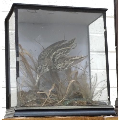 449 - Rowland Ward, a table cased common snipe on natural base with grass, 28 x 28cm, 16cm deep, ivorine d... 