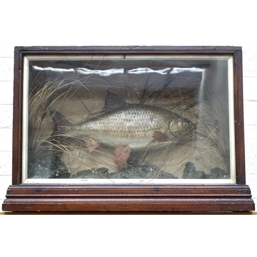 450 - A taxidermied roach amid rocky floor and grasses, in wood case with glazed front, 38 x 56cm, 20cm de... 