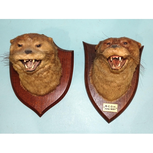 453 - A taxidermied otter head on oak shield with ivorine label 