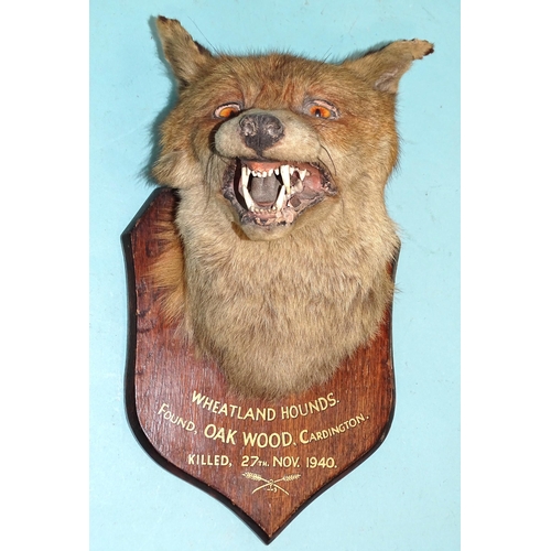 454 - A taxidermied fox head mounted on an oak shield marked 