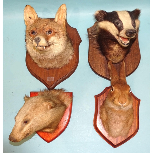 455 - Two taxidermied badger heads, a taxidermied fox's head and a hare's head, all mounted on shields, (4... 