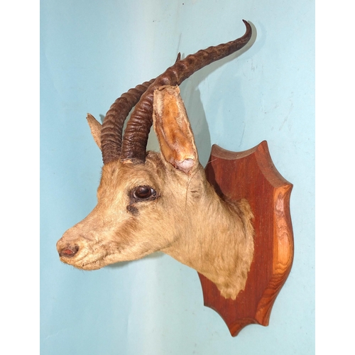 456 - A taxidermied antelope head mounted on a modern shield.