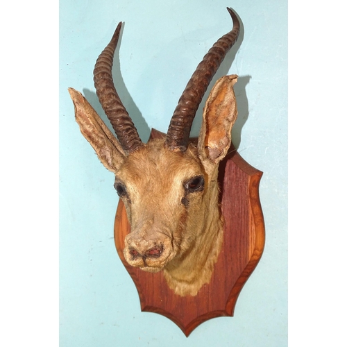 456 - A taxidermied antelope head mounted on a modern shield.