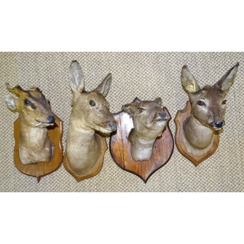 457 - A taxidermied muntjac stag's head and three taxidermied roe deer heads, all mounted on shields, (4).... 