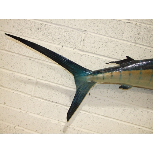 458 - A composite and wood painted model of a sailfish labelled 