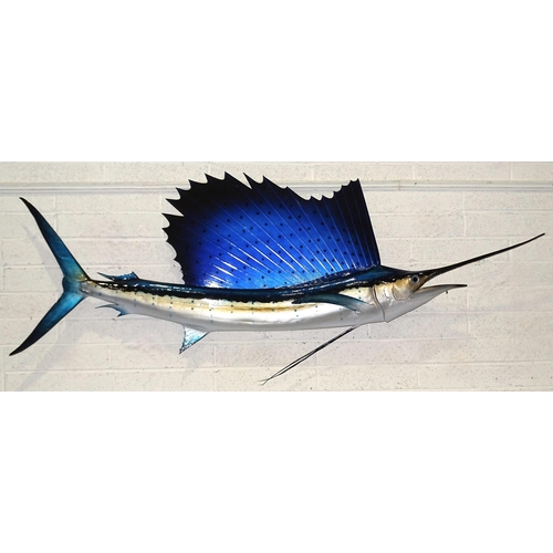 A composite and wood model of a sailfish, 228cm long, approximately 94cm high.