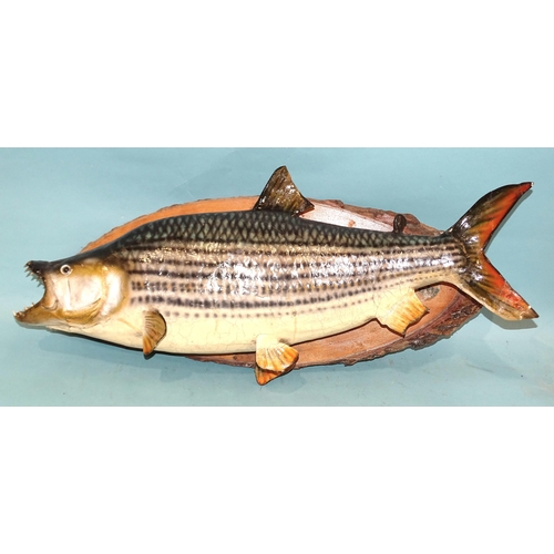 460 - A taxidermied tiger fish on later wood mount, 75cm long.