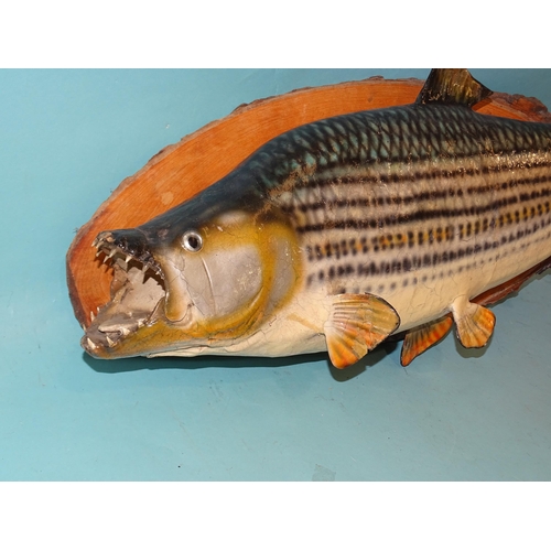 460 - A taxidermied tiger fish on later wood mount, 75cm long.