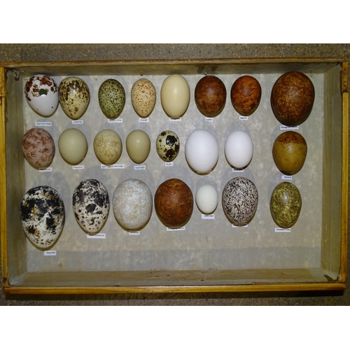 461 - A collection of 106 Avesovum replica British bird's eggs contained in a canteen and a nest of four d... 