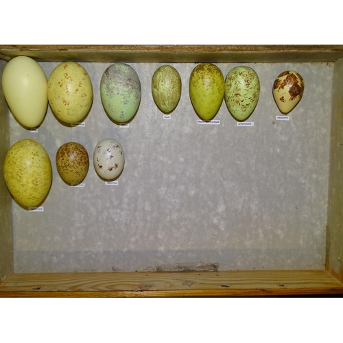 461 - A collection of 106 Avesovum replica British bird's eggs contained in a canteen and a nest of four d... 