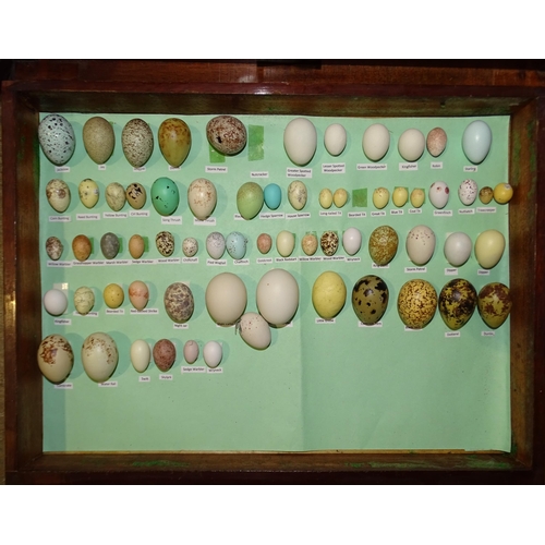 461 - A collection of 106 Avesovum replica British bird's eggs contained in a canteen and a nest of four d... 