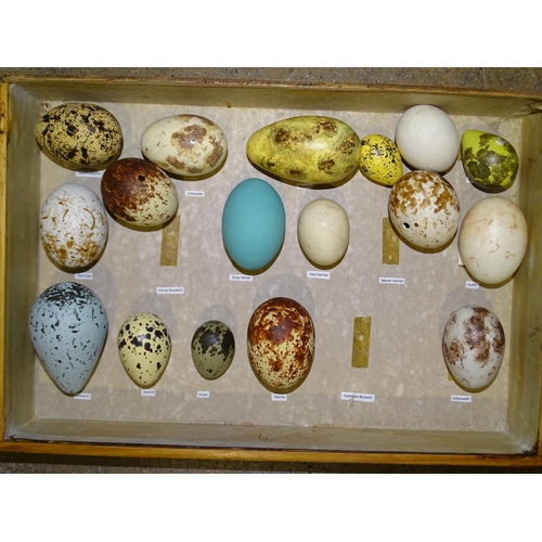 461 - A collection of 106 Avesovum replica British bird's eggs contained in a canteen and a nest of four d... 