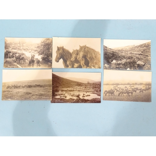 77 - Twenty-four W R Gay RP postcards of Dartmoor, ponies, Dewerstone, bridges and crosses.... 