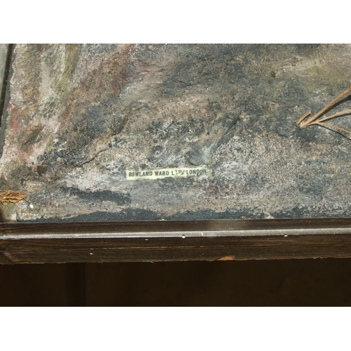 447 - Rowland Ward, a table cased pair of wigeon on rocky ground with grasses, ivorine label within the ca... 