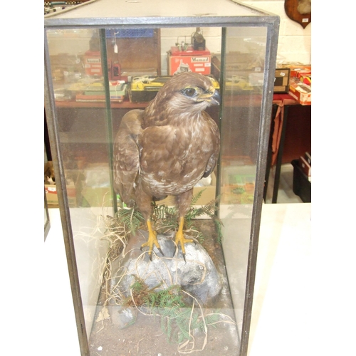 448 - Rowland Ward, a table cased buzzard standing on a rock, with grasses and ferns, ivorine disc label w... 