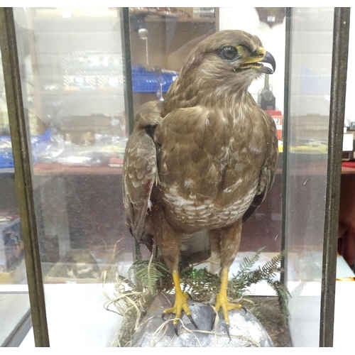 448 - Rowland Ward, a table cased buzzard standing on a rock, with grasses and ferns, ivorine disc label w... 